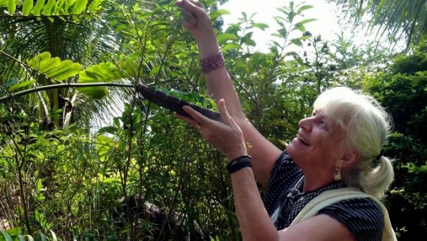 Picking indigo leaves...