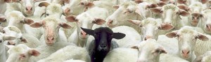 blacksheep978x291 (Expat “Culture Shock”? Nonsense!)