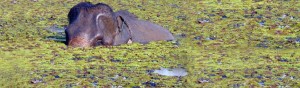 ecc-elephant-pond1067x316slider (Random Photo Memory: The Elephant Conservation Center, Laos)