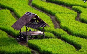 rice-paddy-withshack-fillerpic677x423 (Only In Asia: Eco-friendly Techno Solutions)