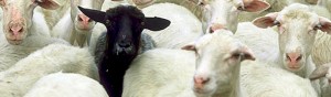 sheep1067x316slider (Expat “Culture Shock”? Nonsense!)