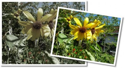 02Daisies678x370 (Photo Essay:  Try to Live a Colorful Life)