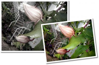 04MoonFlowers678x446 (Photo Essay:  Try to Live a Colorful Life)