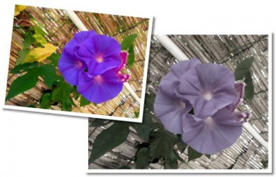 05MorningGlories678x436 (Photo Essay:  Try to Live a Colorful Life)