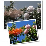 06Roses678x629 (Photo Essay:  Try to Live a Colorful Life)