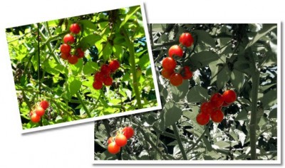 07Tomatoes678x401 (Photo Essay:  Try to Live a Colorful Life)