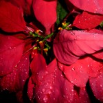Poinsettia350x263 (Photo Essay:  Try to Live a Colorful Life)