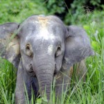 BorneoPygmyElephant350x263 (Itchin’ to Hit the Trail Again)