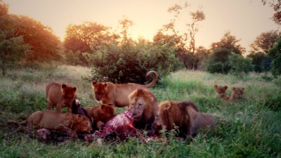 LionsAtSunsetSlider (Re-learning Photography in Hoi Anh)
