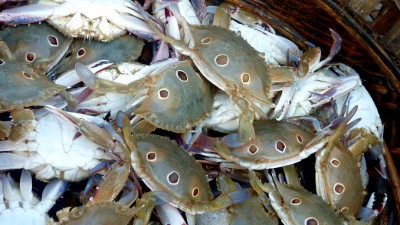 SpottedCrab678x383 (Re-learning Photography in Hoi Anh)