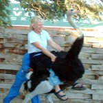 ostrichride350x262 (43 Random Things You Might Not Know About Me)