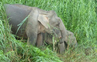 000PigmyCloseUp678x436 (Coming Up For Air in… Borneo)