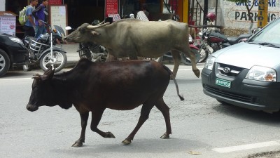 03CowsPokhara (Drizzly Nepal (a.k.a. All Is Not Always Rosy for We Wanderlusts))