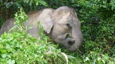 1pigmy-elephant (I’m BAAAAACK! (from Nepal, Borneo and Brunei))