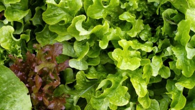 LettuceSlider (Chiang Mai: OMG It’s a S.A.L.A.D. BAR!)