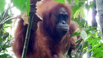 Orangutan2Slider (My 2 Year “Great Leap” Anniversary)