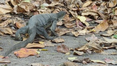 kk-iguana (I’m BAAAAACK! (from Nepal, Borneo and Brunei))