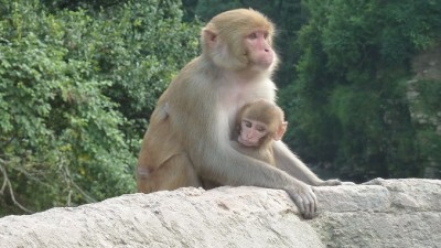 monkey-and-baby (I’m BAAAAACK! (from Nepal, Borneo and Brunei))