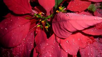 Christmas2012PoinsiettaSlider (Expat Desperately Seeking the Christmas Spirit)