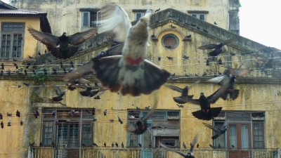 YellowBldgPigeonsSlider (A Sunday Stroll in Yangon…)