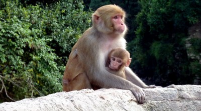 MonkeyAndBabe2Slider (Catching up on Nepal:  The (almost) Final Chapter)