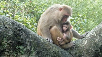 MonkeyWithBabeSlider (Catching up on Nepal:  The (almost) Final Chapter)