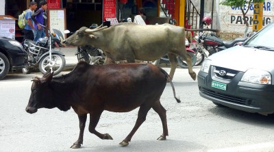 (Catching up on Nepal:  Pokhara)