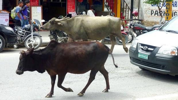 Typical Pokhara "traffic jam"...