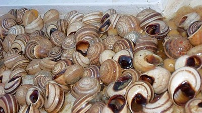 ChefchaouenSnailsSlider (Catching Up Series: Morocco 4 of 8)