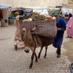 FesDonkey678x646 (Catching Up Series: Morocco 3 of 8)