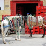 FesDonkeys350x264 (Catching Up Series: Morocco 3 of 8)