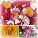 FlowerPetals3Composite (El Centro Flower Market)