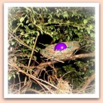 EggHuntGeocacheNest350 (Easter in Ecuador – Sharing Traditions)