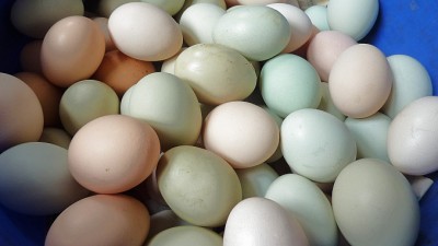 MatrimonyEggsSlider (Uh Toto, We Ain’t Shoppin’ at Safeway Anymore)