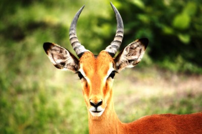 Entry-James-FlyIcarusFly-ChobeImpala678x452 (Foto Flip Friday: Follow Your Dreams (The WINNERS!!!))
