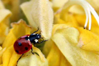 Entry-Nadine-MorningFunAtCommunityGarden678x452 (Foto Flip Friday: Follow Your Dreams (The WINNERS!!!))