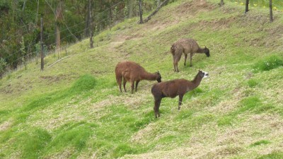 LamaGrazingSlider (Inti Raymi – Festival of the Sun)