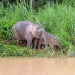 PigmyElephants383x382 (Inti Raymi – Festival of the Sun)