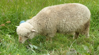 SheepSlider (Inti Raymi – Festival of the Sun)