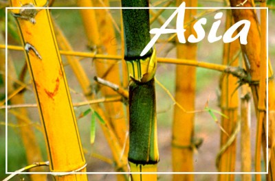 AsiaBamboo (Foto Flip Friday –  August Theme:  “Yellow”)