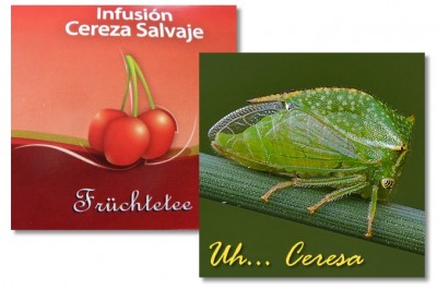 Cereza-CeresaBug678x450 (Spanish:  Ah, the Difference a Single Letter Makes…)