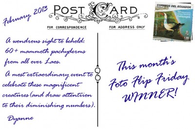 LaosElephantFestivalPostCardBack (Foto Flip Friday: Celebrations (Submit Week 2))