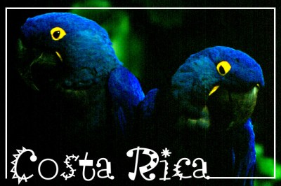 CostaRicaBlueParrotsPostcardFRONT (Foto Flip Friday –  October Theme:  “Blue” (Week 1))