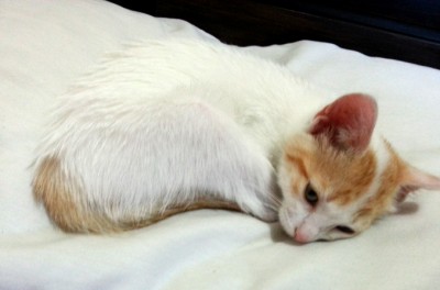 201407-ECU-CuencaNewKityDulceCurledUp678 (6 Month Update on Life in Cuenca (Part 1))