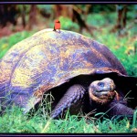 GalapagosTortoisePostcard900x629 (Ecuadorian Drivers:  Petty Annoyance or Death Wish?)