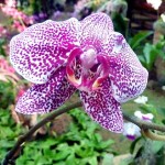 Orchid400x329 (What Do New Shoes, Mall Madness, Orchids and New Friends Have in Common?)