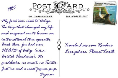 BabyJaguarBelizePostcardBACK (Foto Flip Friday –  January Theme:  “ANIMALS” (Week 2…))