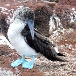 BlueFootedBooby350 (Homemade Cancha – Toasted Chulpe Corn)