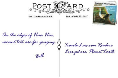 FourLetterNerdHuaHinThailandCattlePostcardBACK (Foto Flip Friday –  January Theme:  “ANIMALS” (Week 2…))