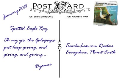 GalapagosSpottedEagleRayPostcardBACK (Foto Flip Friday –  January Theme:  “ANIMALS” (Week 2…))